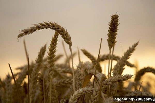 糖果派对试玩实测：每日签到积分返利与银行卡充值优惠全攻略